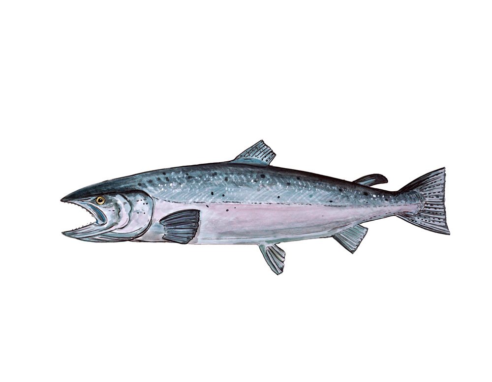 Salmon Decal/Sticker - Click Image to Close