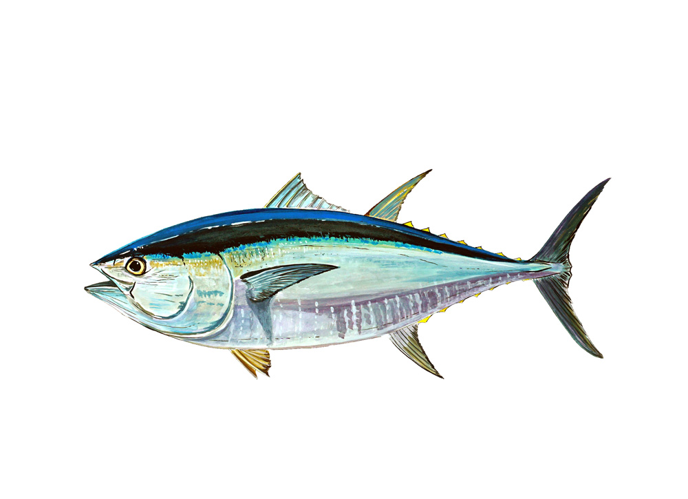 Blue Fin Tuna Decal/Sticker - Click Image to Close