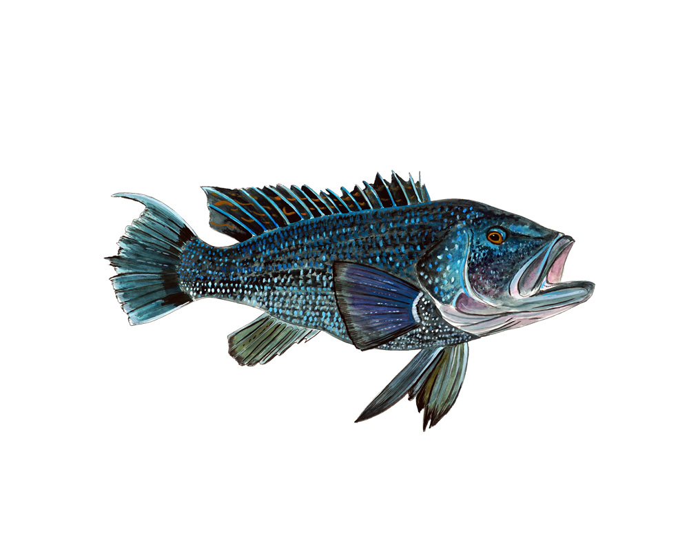 Black Sea Bass Decal/Sticker - Click Image to Close