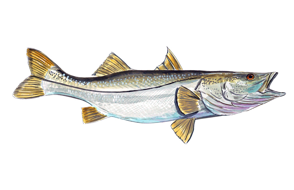 Snook Decal/Sticker - Click Image to Close