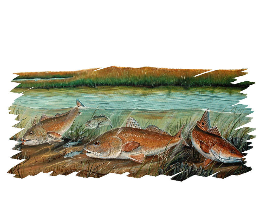 Marsh Drum Trout Decal/Sticker - Click Image to Close