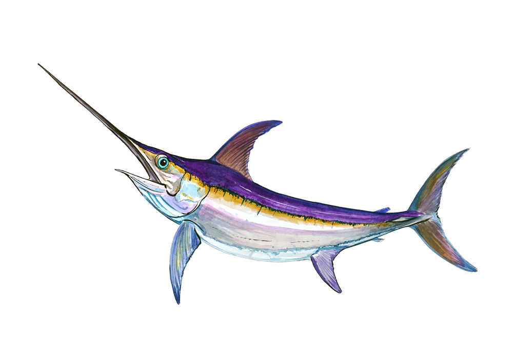 Swordfish Decal/Sticker - Click Image to Close