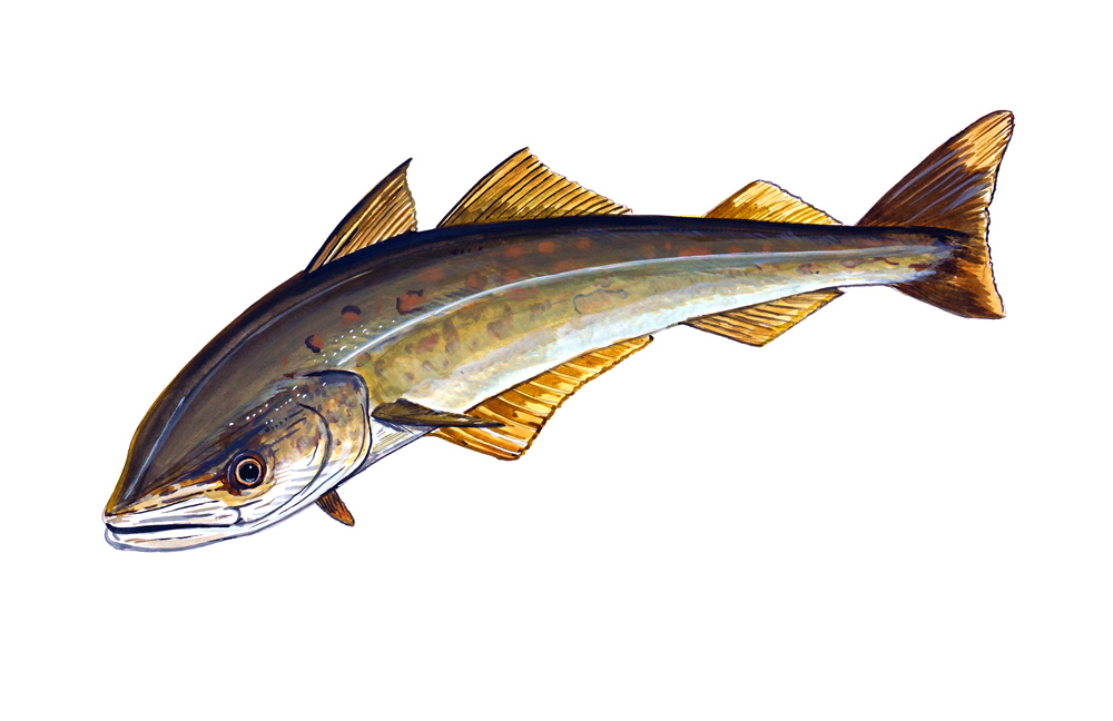 Cod Fish Decal/Sticker