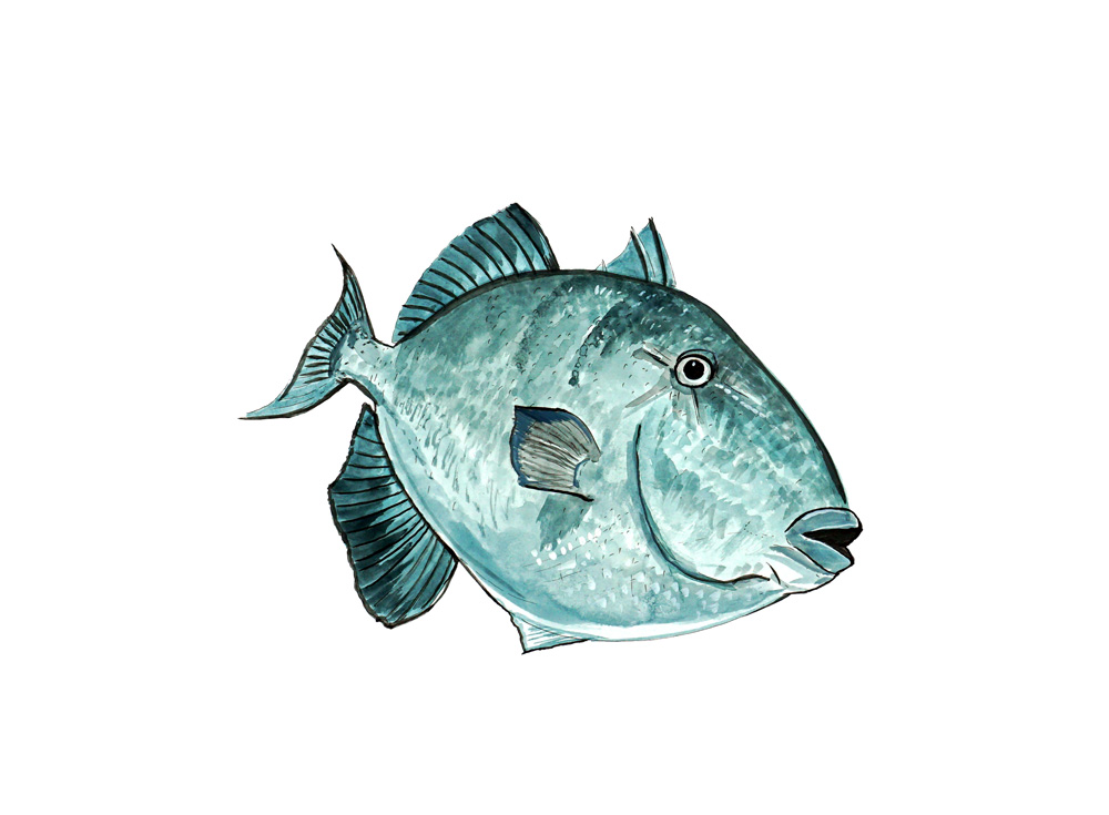 Triggerfish Decal/Sticker - Click Image to Close