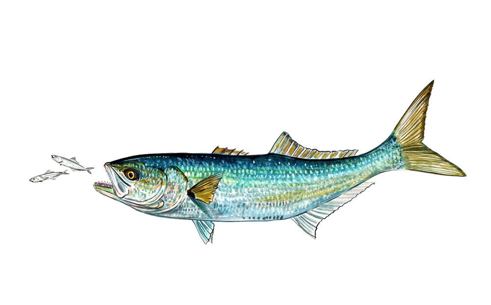 Bluefish Decal/Sticker - Click Image to Close