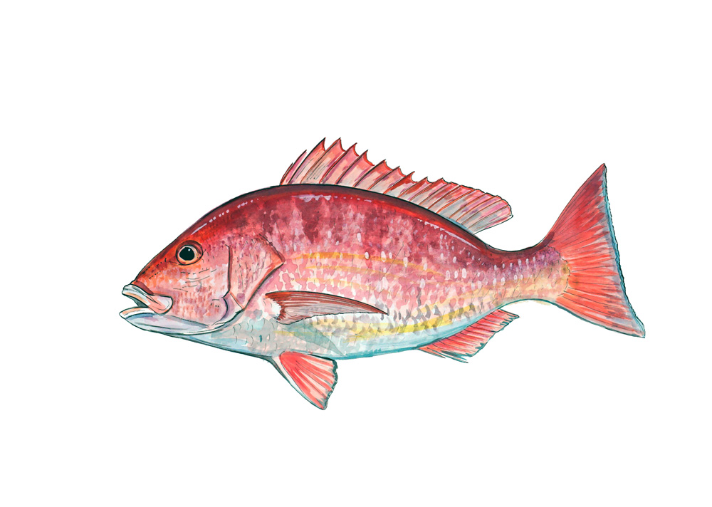 Red Snapper Decal/Sticker - Click Image to Close