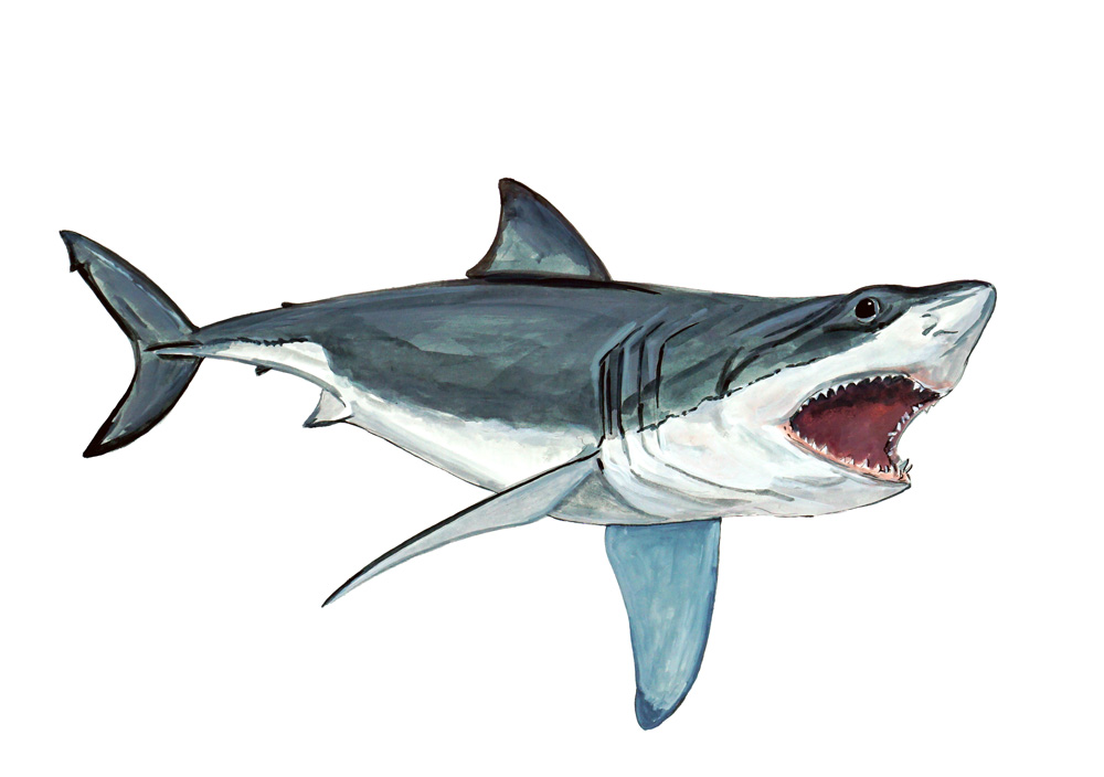 Great White Shark Decal/Sticker - Click Image to Close