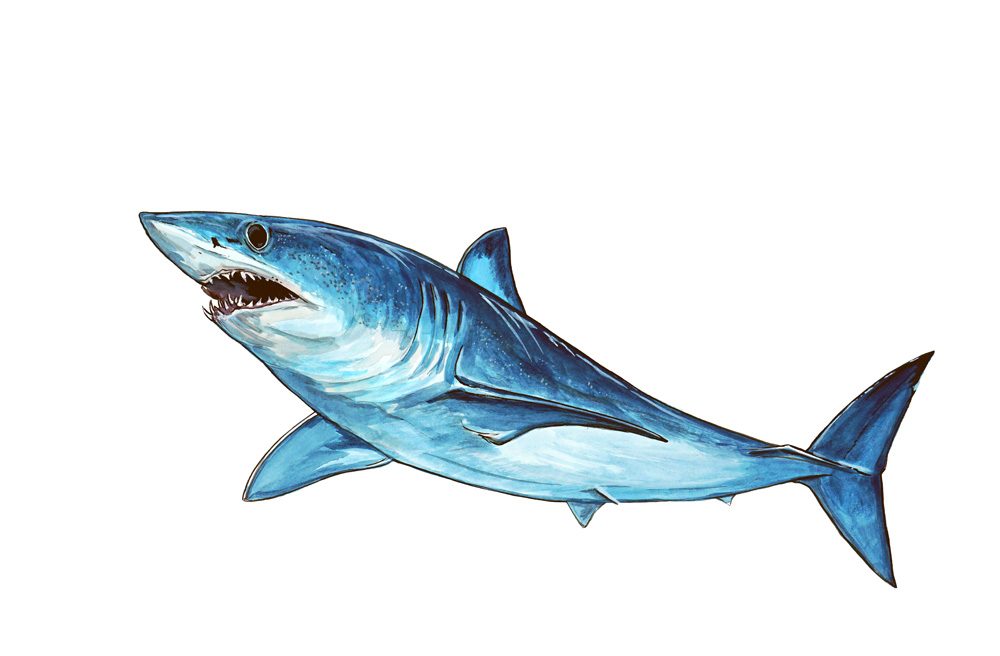Mako Shark Decal/Sticker - Click Image to Close