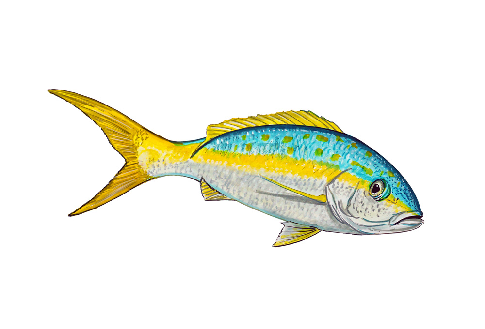 Yellow Tail Decal/Sticker - Click Image to Close