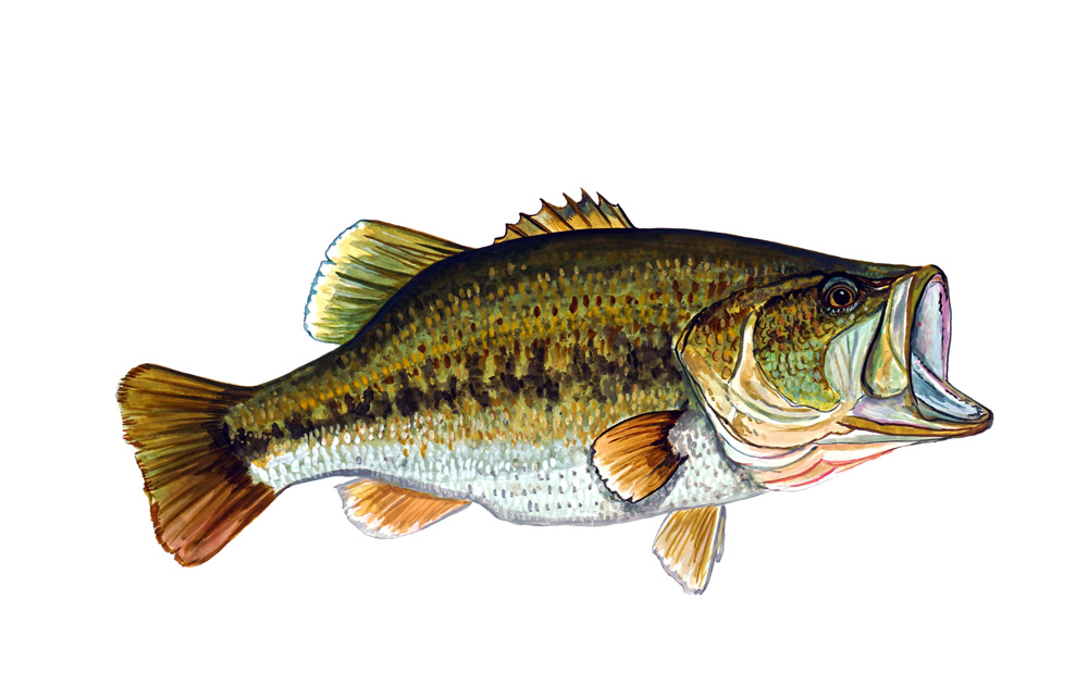 Large-mouth Bass Decal/Sticker