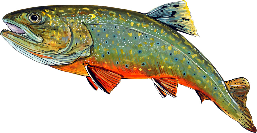 Brook Trout Decal/Sticker - Click Image to Close