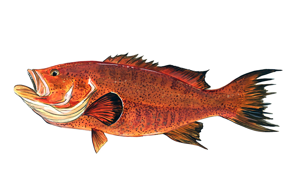 Red Grouper Decal/Sticker - Click Image to Close