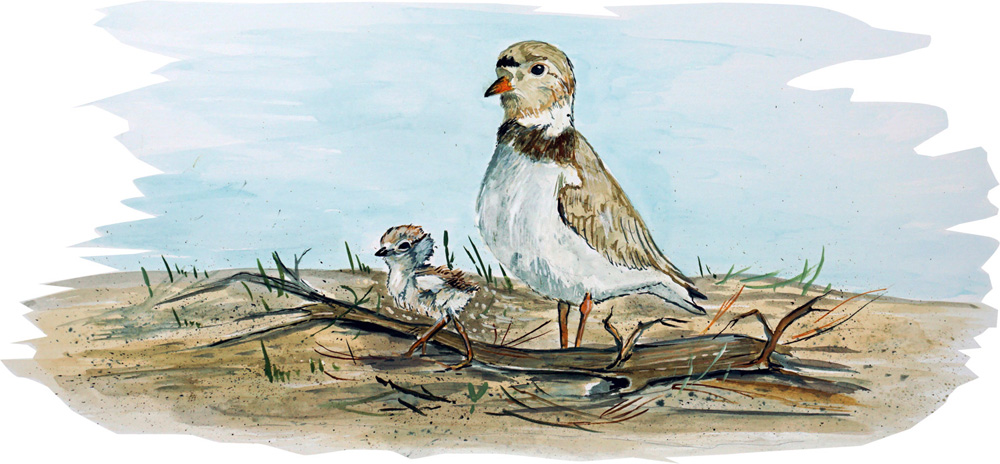 Outer Banks Shore Bird Decal/Sticker