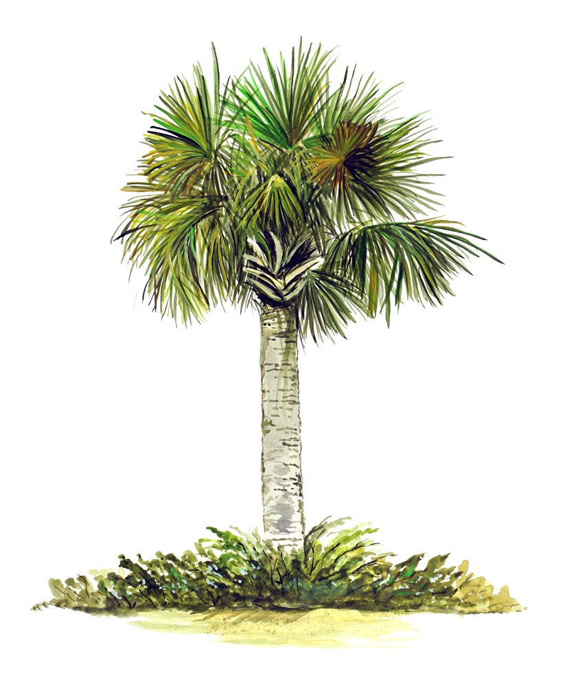 Palm Tree Decal/Sticker - Click Image to Close