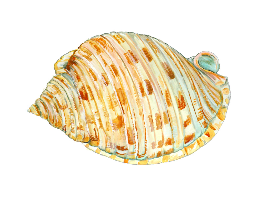 Sea Shell Decal/Sticker - Click Image to Close