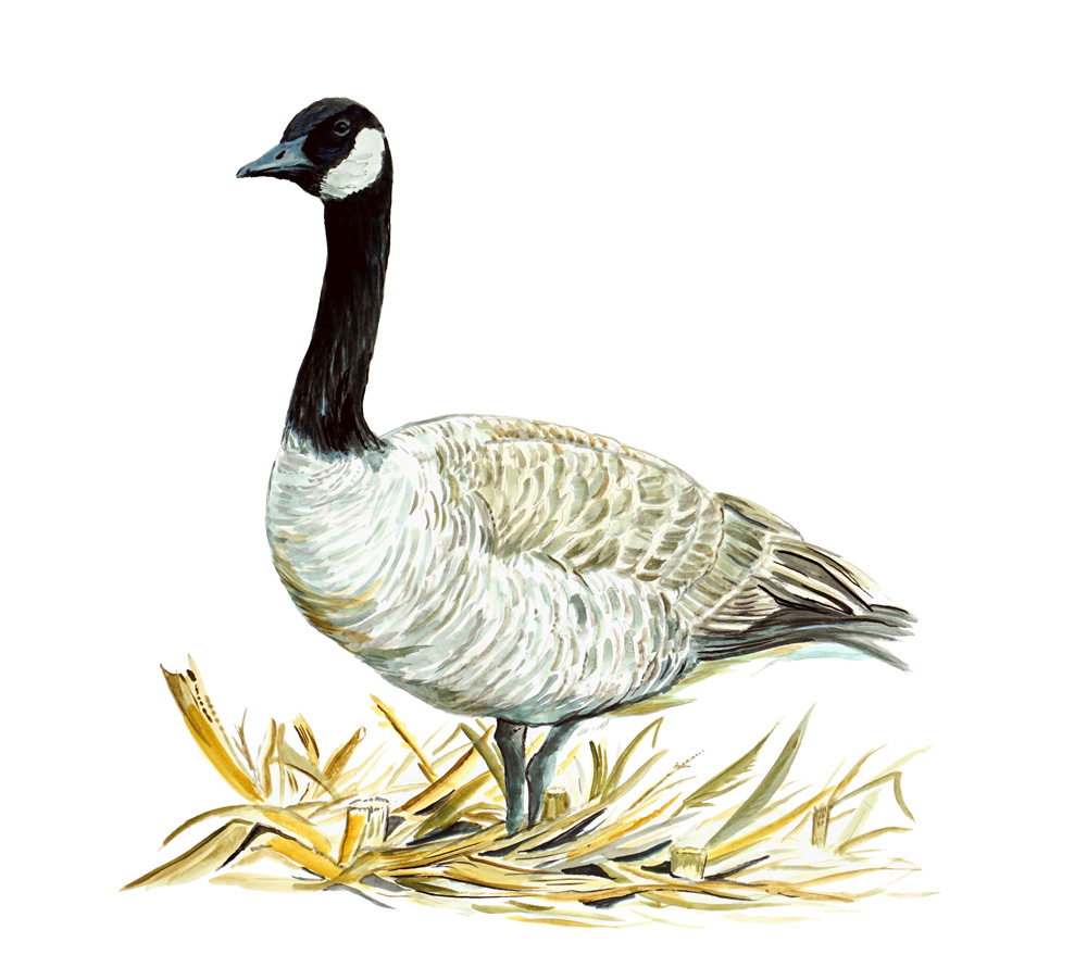 Canadian Goose Decal/Sticker - Click Image to Close