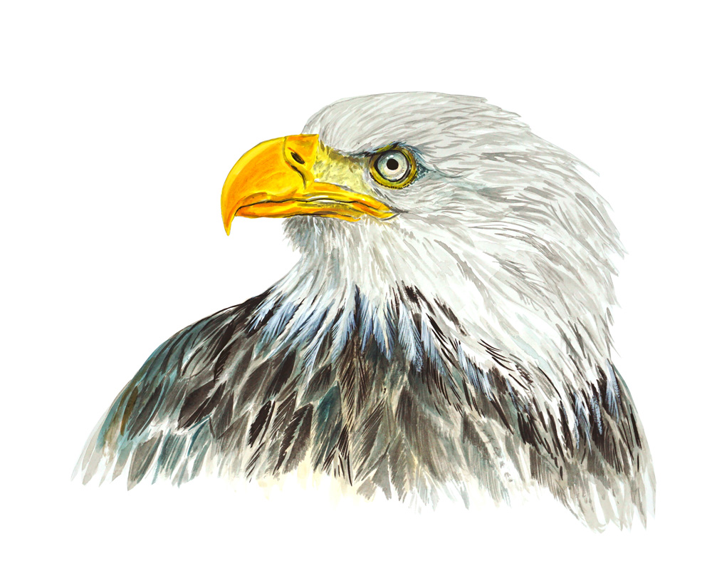 Eagle Decal/Sticker - Click Image to Close