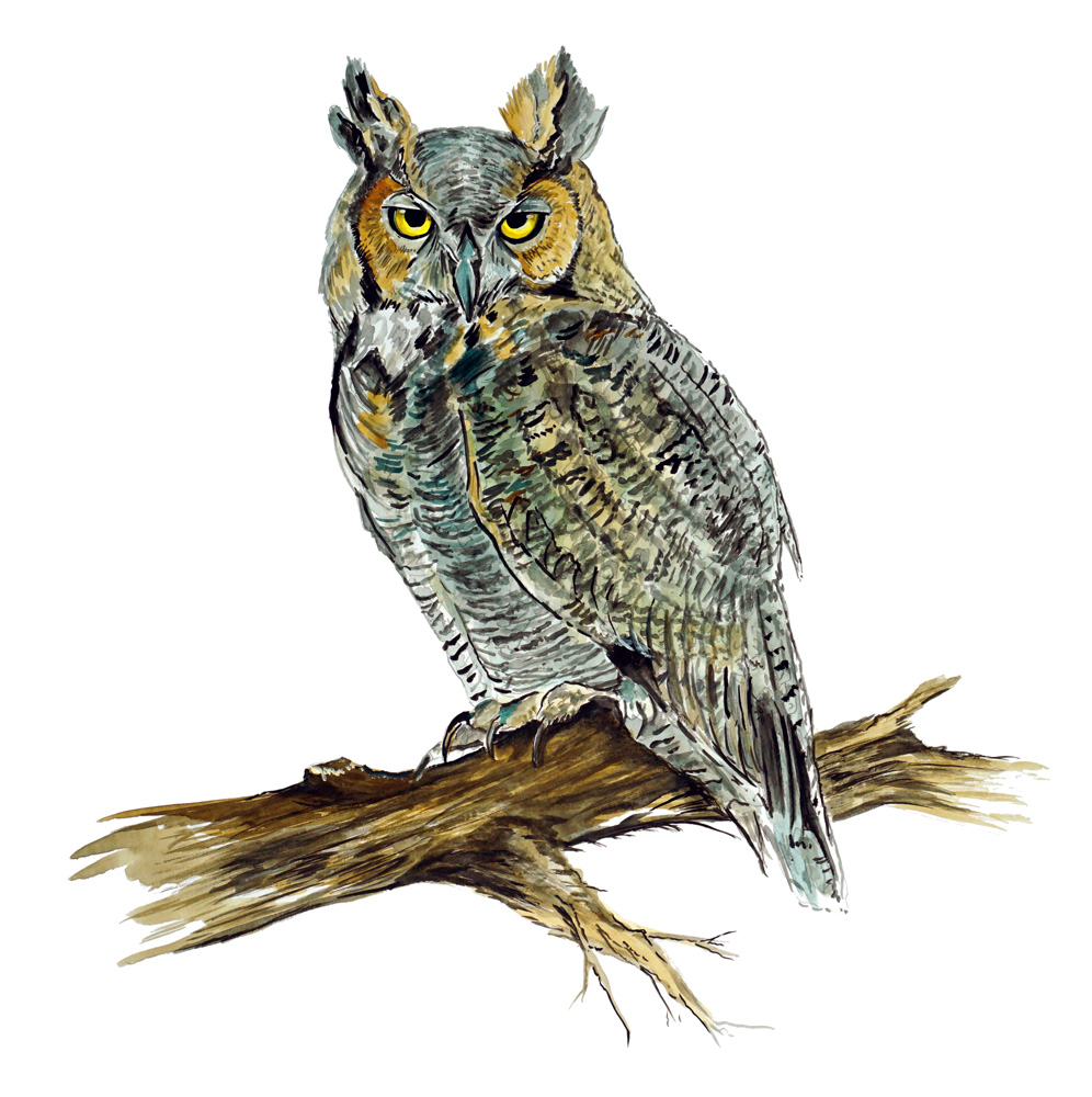 Owl Decal/Sticker - Click Image to Close