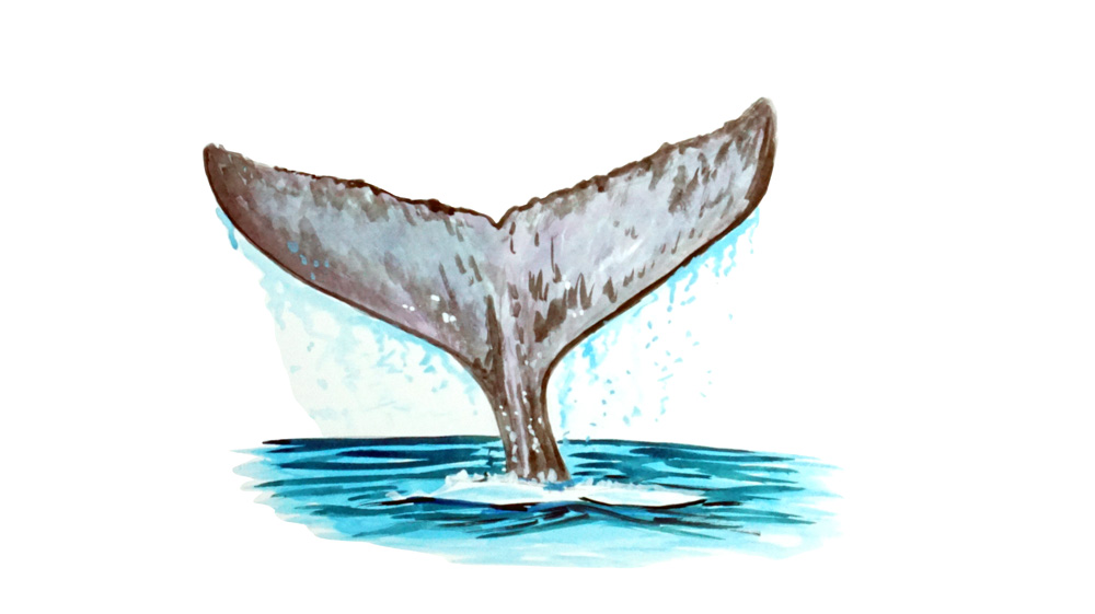 Whale Tail Decal/Sticker