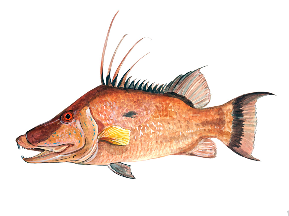 Hog Fish Decal/Sticker - Click Image to Close
