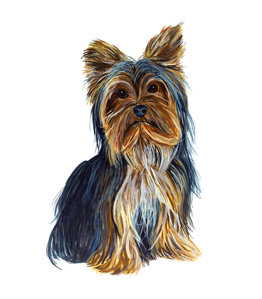 Yorkie Decal/Sticker - Click Image to Close