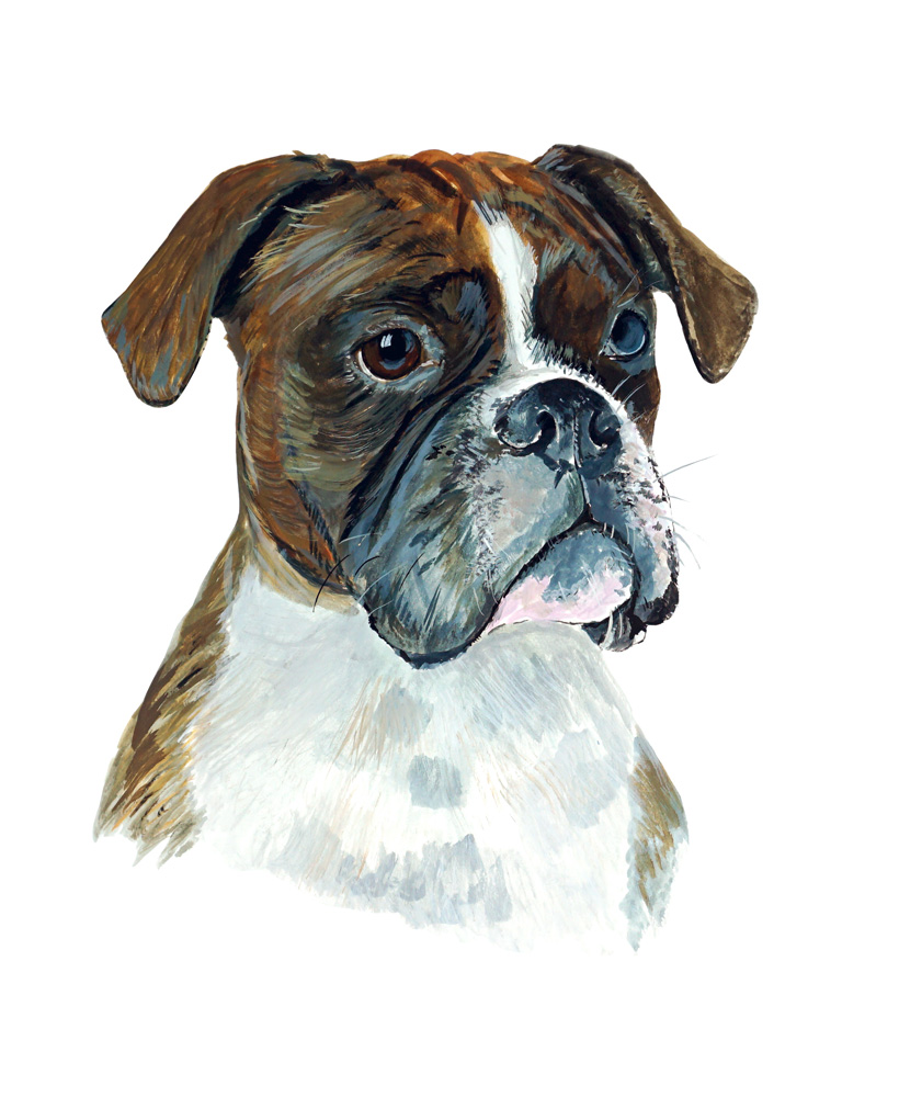 Boxer Decal/Sticker - Click Image to Close