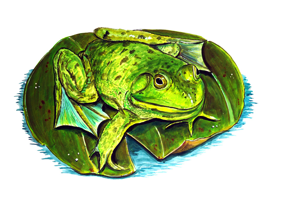 Frog on a Lily Decal/Sticker - Click Image to Close