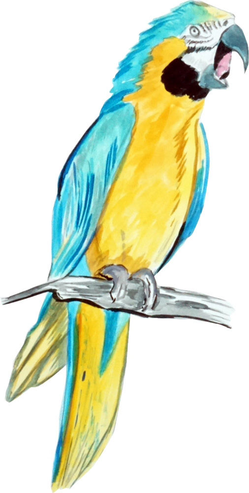 Parrot Decal/Sticker - Click Image to Close
