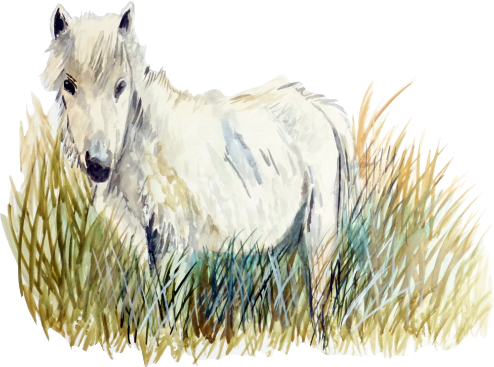 White Banks Pony Decal/Sticker