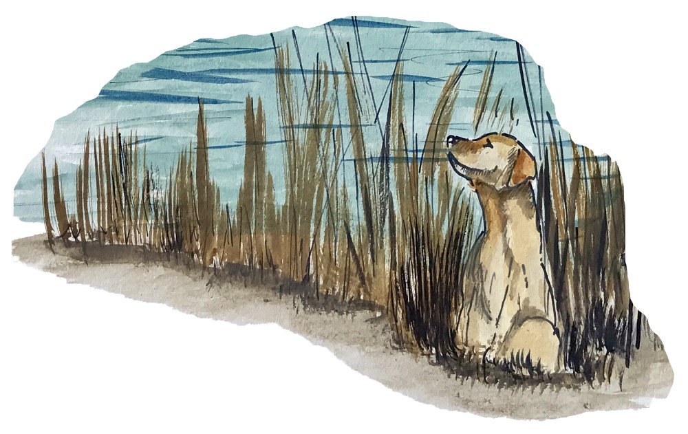 Duck Hunting Dog Decal/Sticker