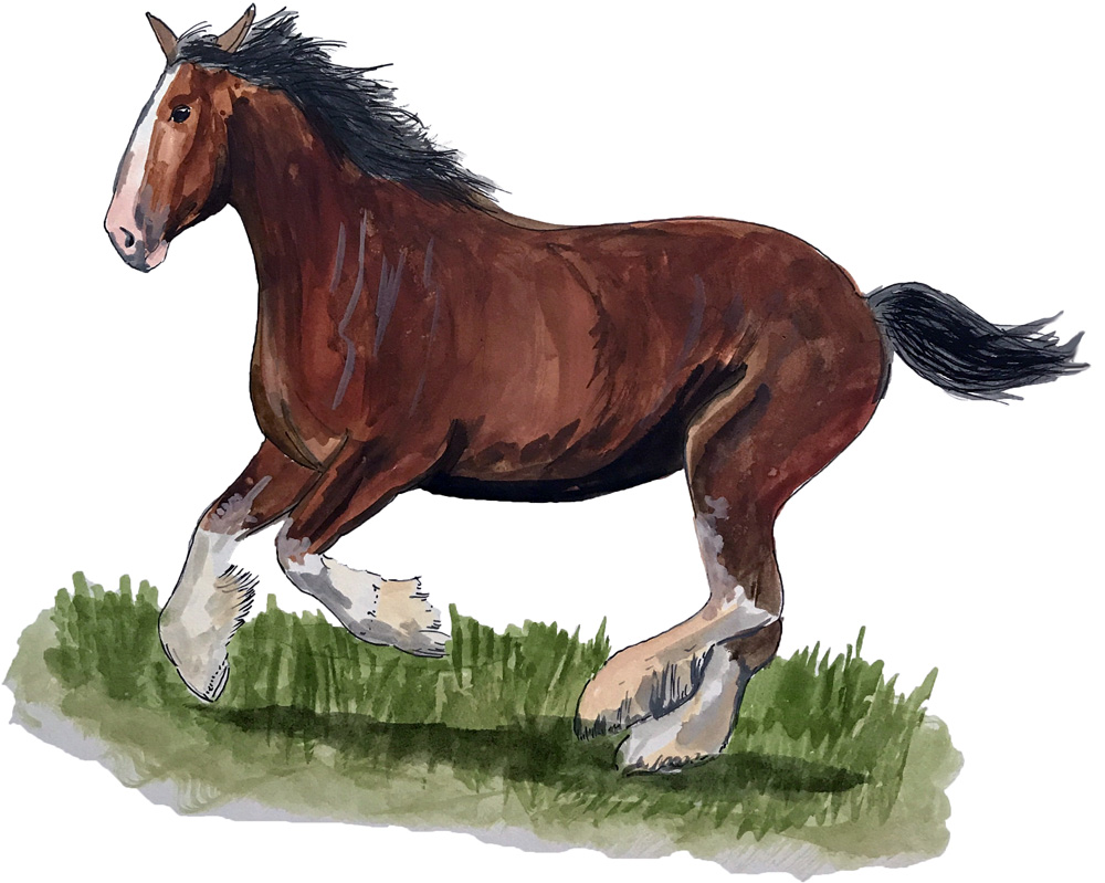 Clydesdale Horse Running Decal/Sticker