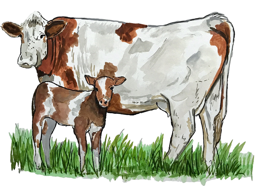 Cow and Calf Decal/Sticker