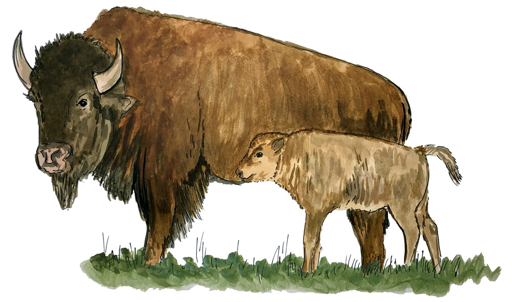 Bison and Calf Decal/Sticker - Click Image to Close