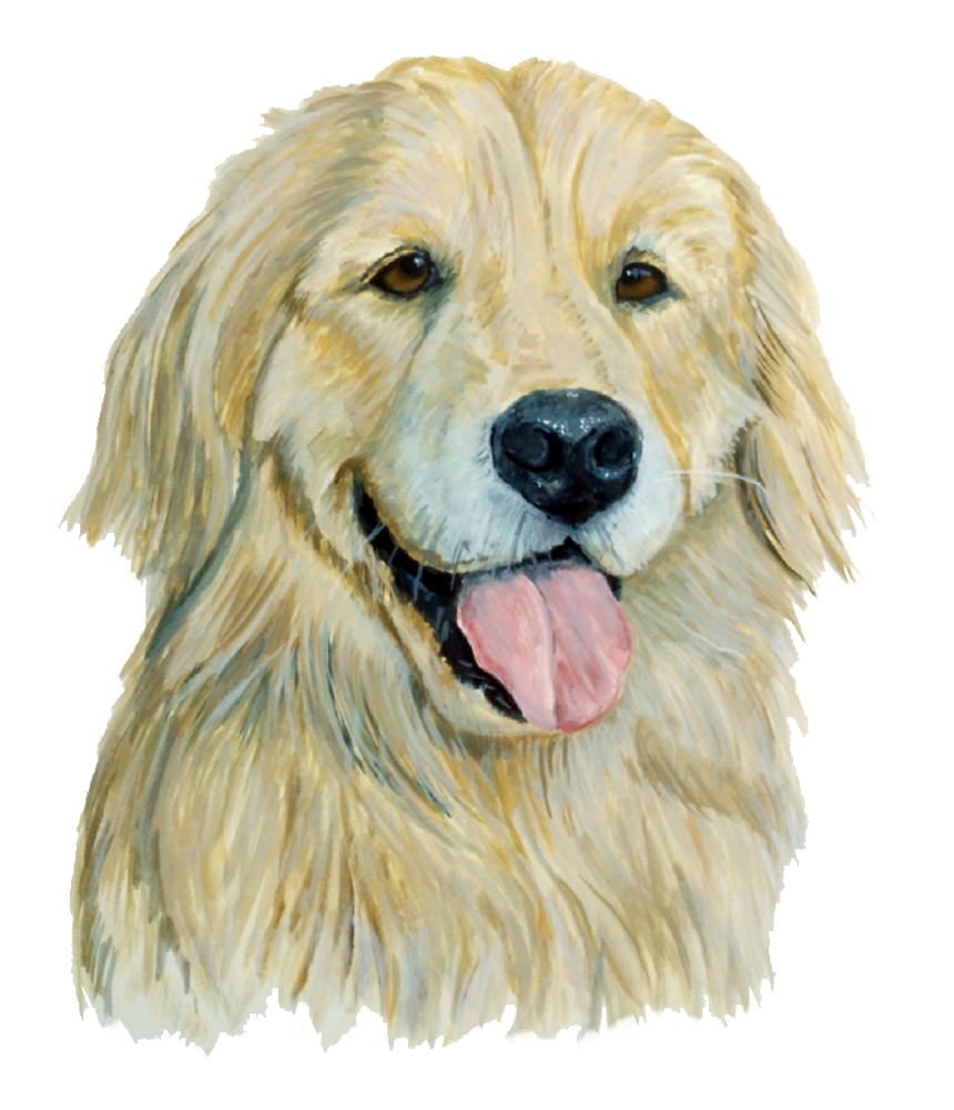 Golden Retriever Decal/Sticker