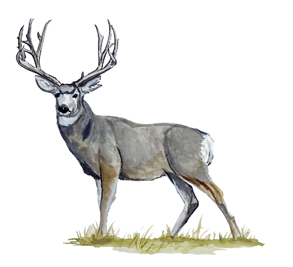 Mule Deer Decal/Sticker - Click Image to Close