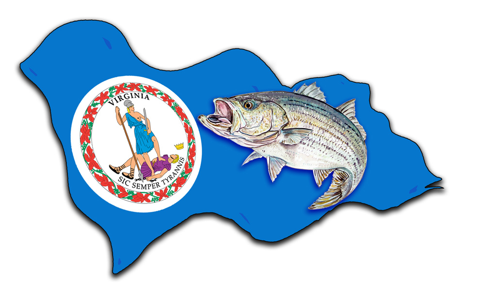 Virginia Flag with Striped Bass Decal/Sticker - Click Image to Close
