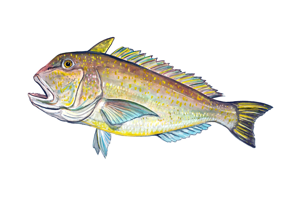 Tile Fish Decal/Sticker