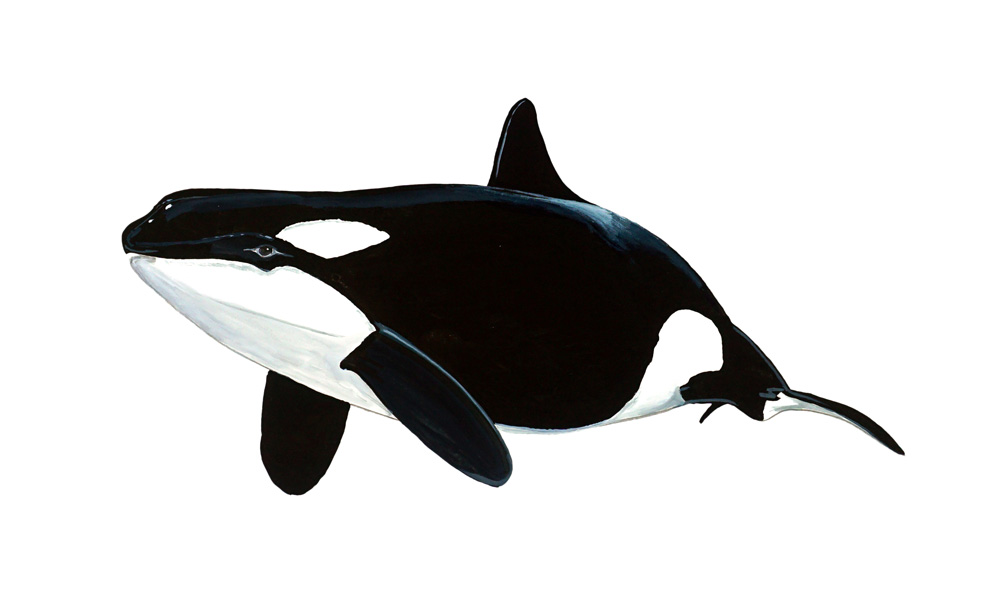 Killer Whale Decal/Sticker - Click Image to Close