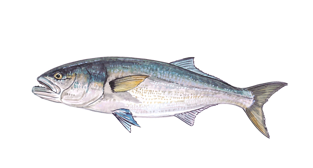Bluefish Decal/Sticker - Click Image to Close
