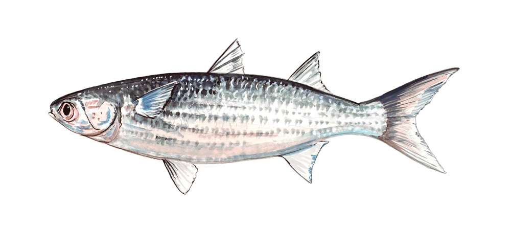 Sea Mullet Decal/Sticker - Click Image to Close