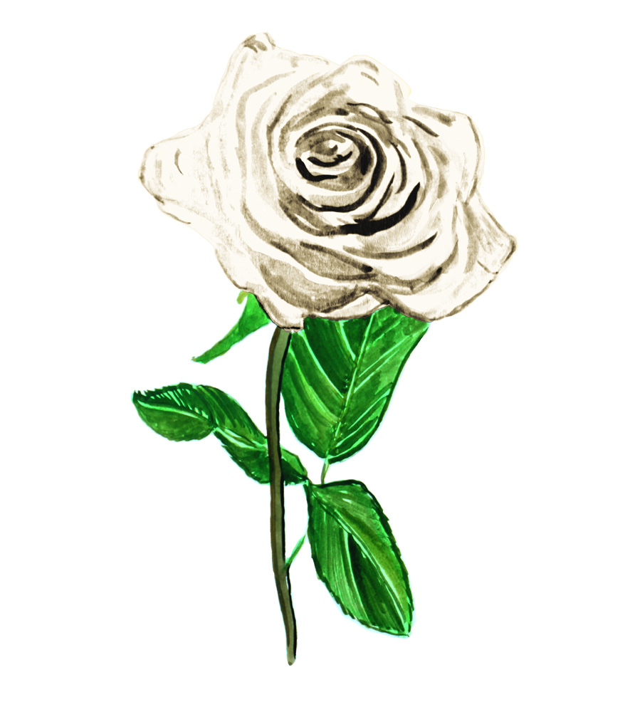 White Rose Decal/Sticker - Click Image to Close