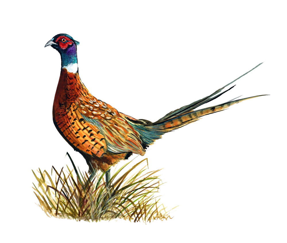 Ring Necked Pheasant Decal/Sticker - Click Image to Close