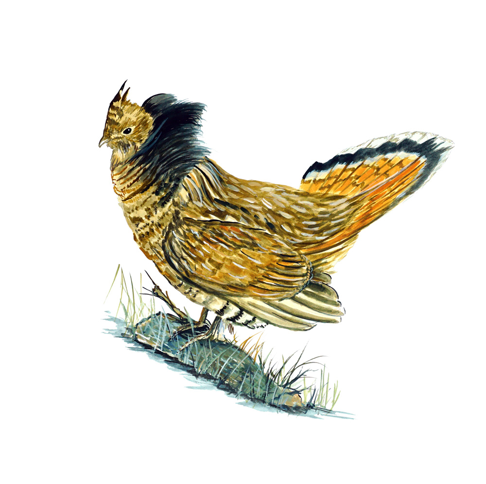Ruffed Grouse Decal/Sticker - Click Image to Close