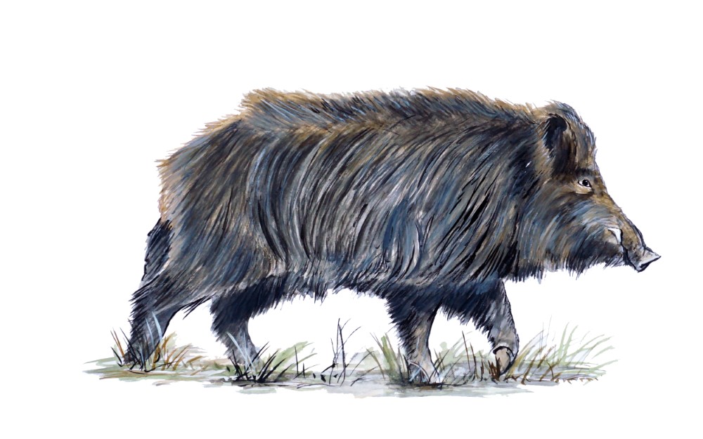 Wild Boar Decal/Sticker