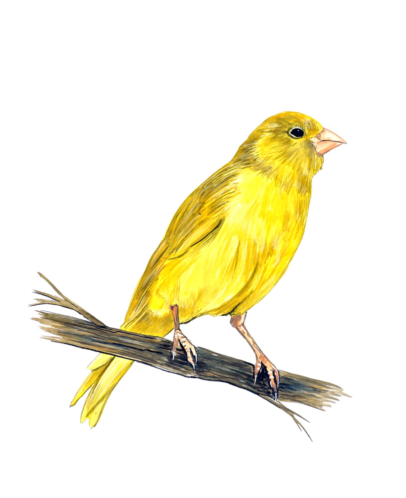 CANARY Decal/Sticker - Click Image to Close