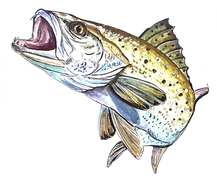 Trout Decal/Sticker - Click Image to Close