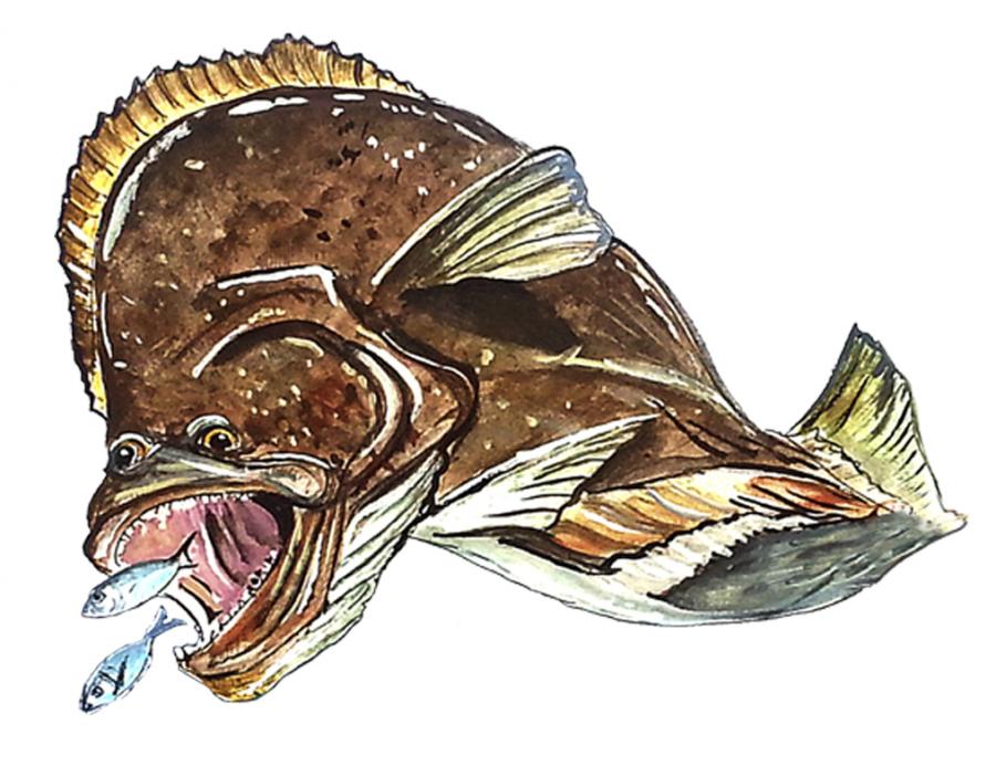 Flounder Decal/Sticker - Click Image to Close