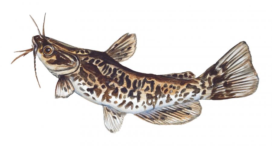 Brown Bullhead Catfish Decal/Sticker - Click Image to Close