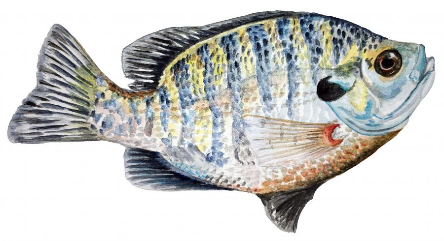 Blue Gill Decal/Sticker - Click Image to Close