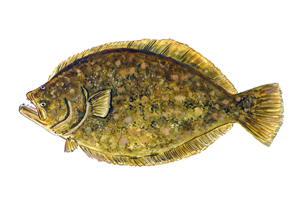 Flounder 3 - Small Decal/Sticker - Click Image to Close
